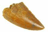 Serrated, Raptor Tooth - Real Dinosaur Tooth #294562-1